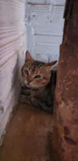 Tigrinho