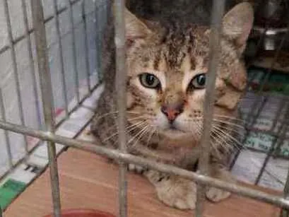 Gato ra a SRD idade 4 anos nome Tigrinho