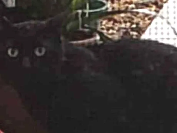Gato ra a SRD idade 4 anos nome Pretinho