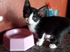 Gato raça Srd  idade Abaixo de 2 meses nome Fred