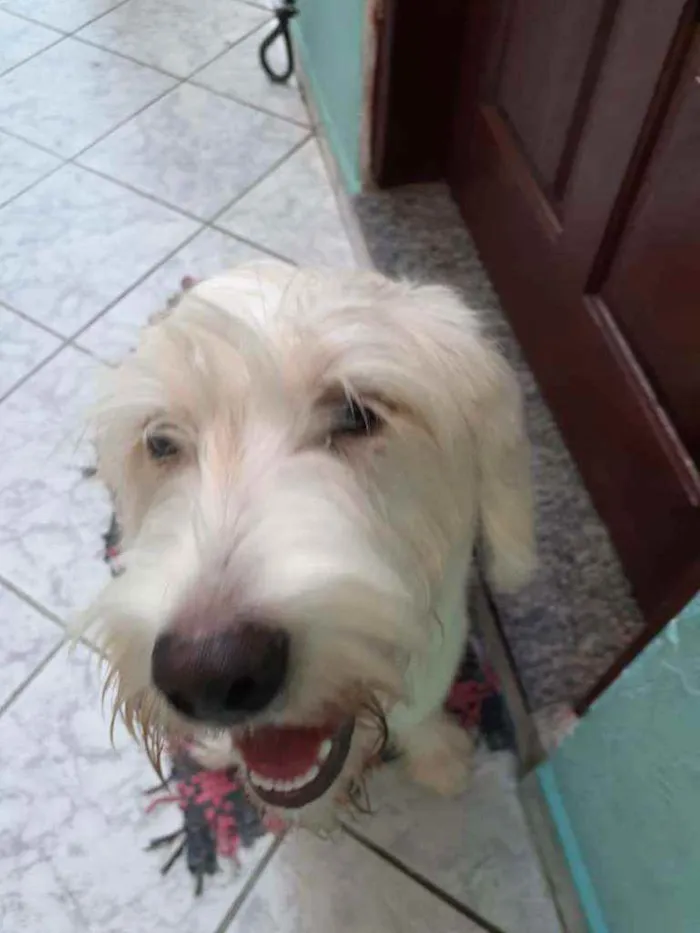 Cachorro raça Srd  idade 1 ano nome Ivy