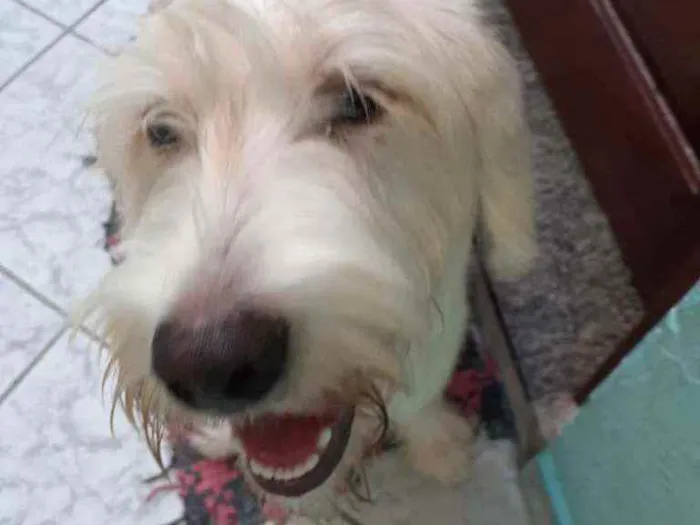 Cachorro raça Srd  idade 1 ano nome Ivy
