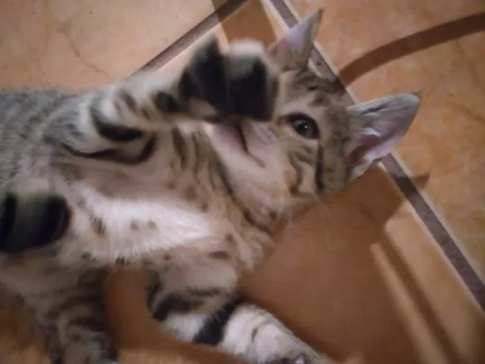 Gato ra a  idade Abaixo de 2 meses nome SEM NOME
