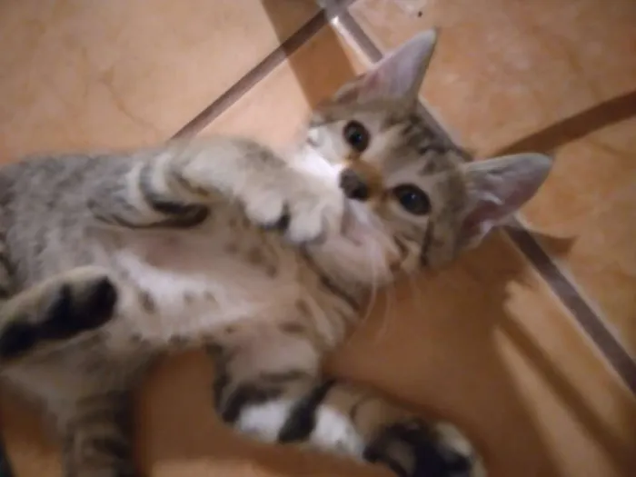 Gato ra a  idade Abaixo de 2 meses nome SEM NOME
