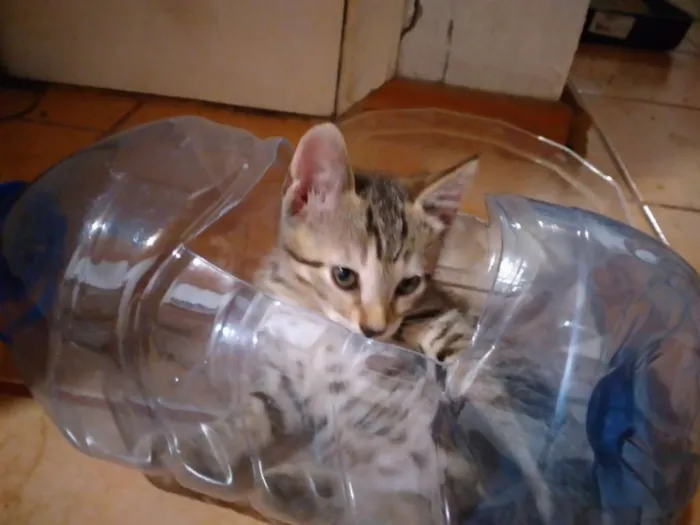 Gato ra a  idade Abaixo de 2 meses nome SEM NOME
