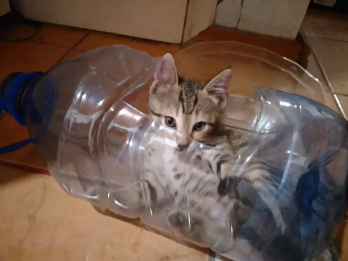 Gato ra a  idade Abaixo de 2 meses nome SEM NOME