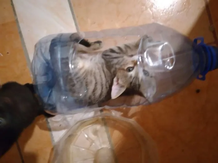 Gato ra a  idade Abaixo de 2 meses nome SEM NOME