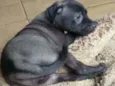 Cachorro raça SRD idade 2 a 6 meses nome Serena 