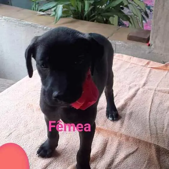Cachorro ra a SRD idade 2 a 6 meses nome Bela