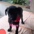 Bela