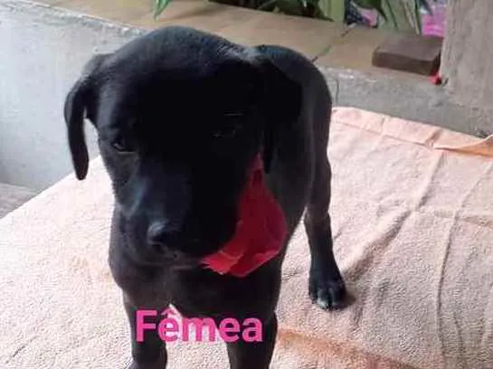 Cachorro ra a SRD idade 2 a 6 meses nome Bela