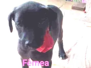 Cachorro raça SRD idade 2 a 6 meses nome Bela