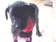 Bela