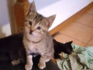 Gato raça  idade Abaixo de 2 meses nome SEM NOME