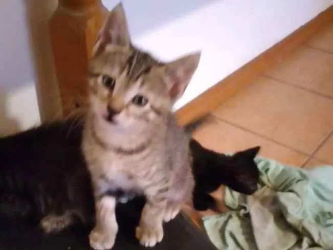 Gato ra a  idade Abaixo de 2 meses nome SEM NOME