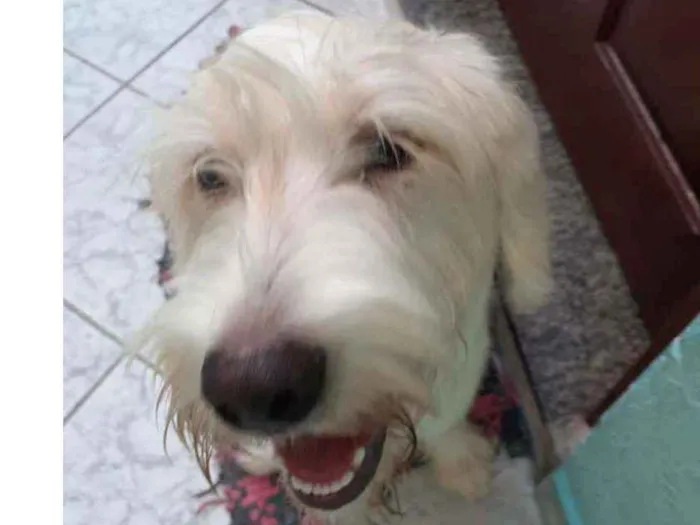 Cachorro raça Srd  idade 1 ano nome Ivy