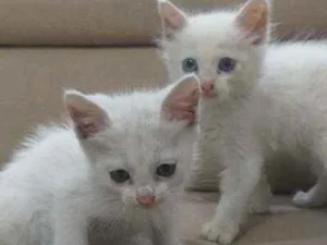 Gato raça Rnd idade Abaixo de 2 meses nome Não tem nome