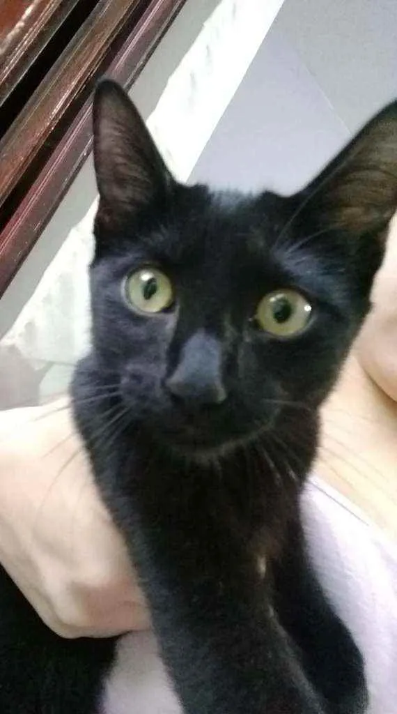 Gato ra a Srd idade 2 a 6 meses nome Chica 
