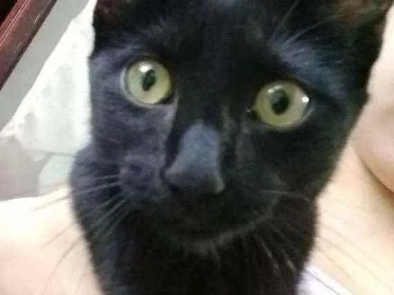 Gato ra a Srd idade 2 a 6 meses nome Chica 