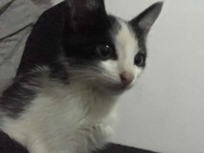 Gato ra a Sem raça  idade Abaixo de 2 meses nome geometria 