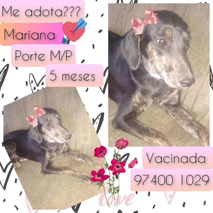 Cachorro raça SRD idade 2 a 6 meses nome Mariana 