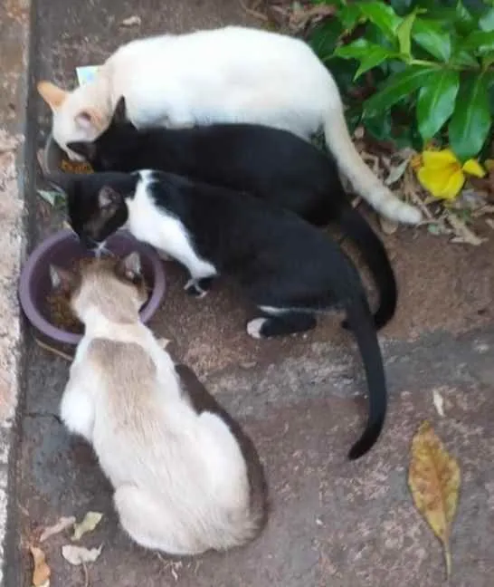 Gato ra a Indefinida idade 2 a 6 meses nome Sem nome