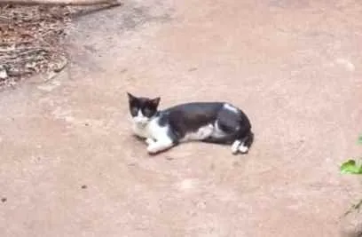 Gato ra a Indefinida idade 2 a 6 meses nome Sem nome