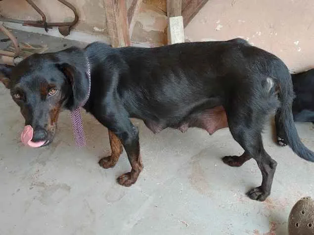 Cachorro ra a SRD-ViraLata idade 1 ano nome Pretinha