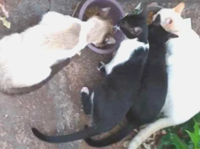 Gato ra a Indefinida idade 2 a 6 meses nome Sem nome