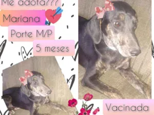 Cachorro raça SRD idade 2 a 6 meses nome Mariana 