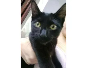 Gato raça Srd idade 2 a 6 meses nome Chica 