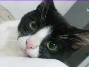 Gato raça Rnd idade 2 a 6 meses nome Leitinho