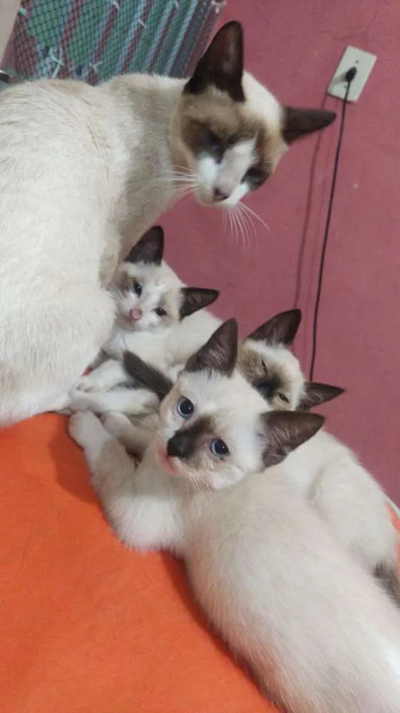 Gato ra a Siamês idade Abaixo de 2 meses nome Gatinhos