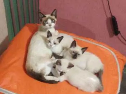 Gato ra a Siamês idade Abaixo de 2 meses nome Gatinhos