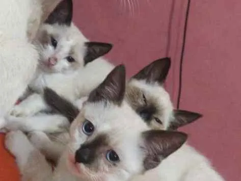 Gato ra a Siamês idade Abaixo de 2 meses nome Gatinhos