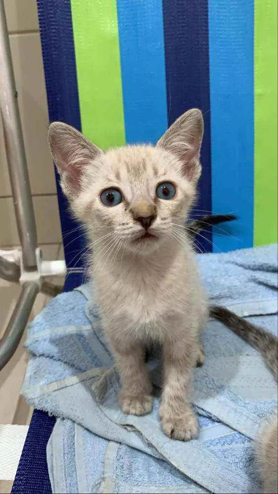 Gato ra a Sem raça  idade 2 a 6 meses nome Filhote para adoção
