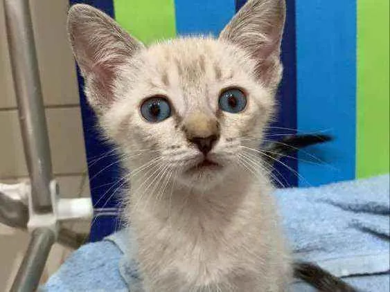 Gato ra a Sem raça  idade 2 a 6 meses nome Filhote para adoção