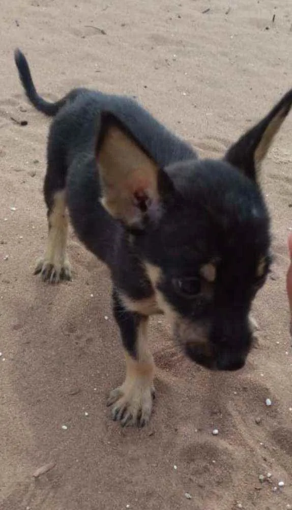 Cachorro raça raciado  idade 2 a 6 meses nome Sem nome