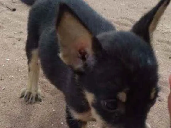 Cachorro raça raciado  idade 2 a 6 meses nome Sem nome