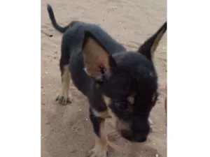 Cachorro raça raciado  idade 2 a 6 meses nome Sem nome