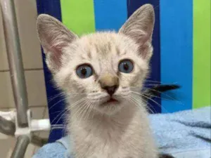 Gato raça Sem raça  idade 2 a 6 meses nome Filhote para adoção