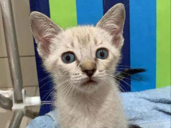 Gato ra a Sem raça  idade 2 a 6 meses nome Filhote para adoção