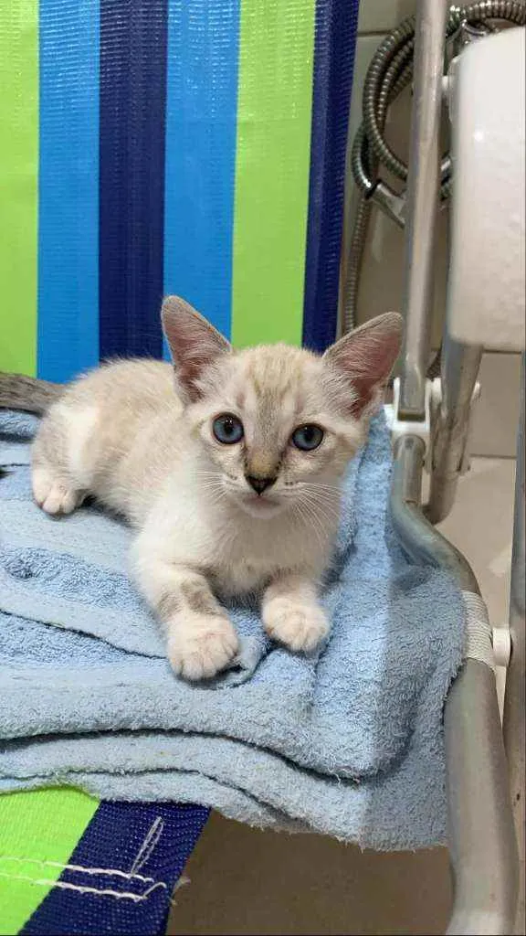 Gato ra a Sem raça  idade Abaixo de 2 meses nome Gatinha