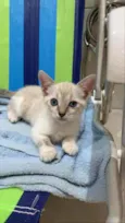 Gatinha