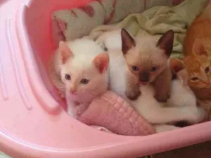Gato raça Vira idade Abaixo de 2 meses nome Gatinhos 
