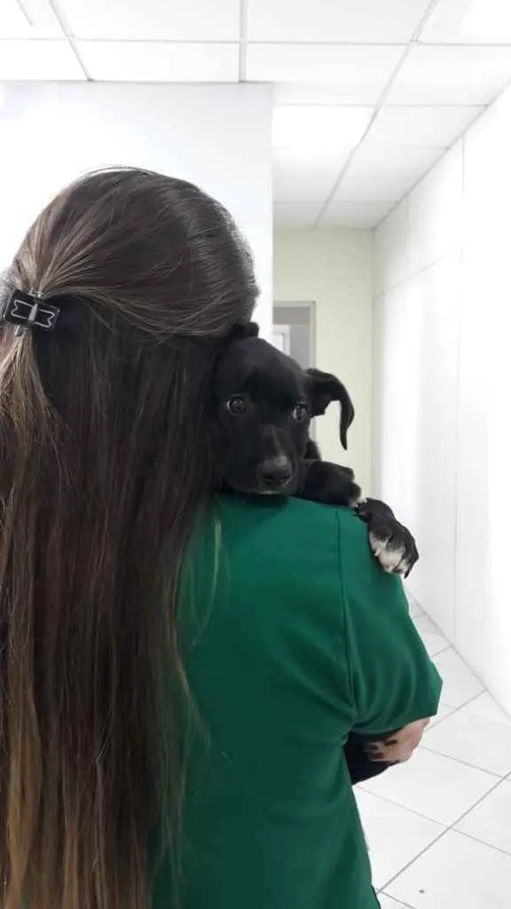 Cachorro ra a  idade Abaixo de 2 meses nome Sol 