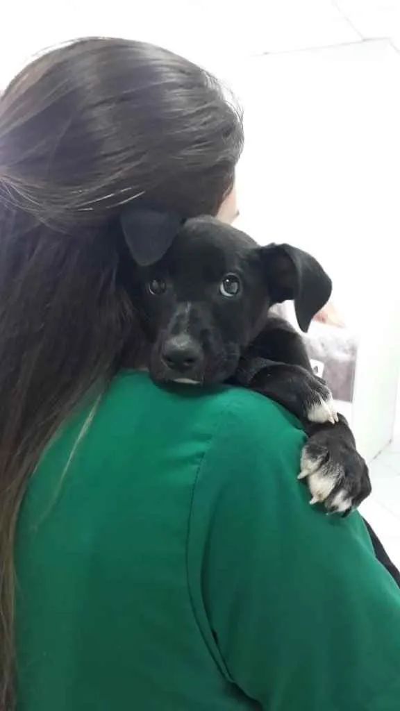 Cachorro ra a  idade Abaixo de 2 meses nome Sol 