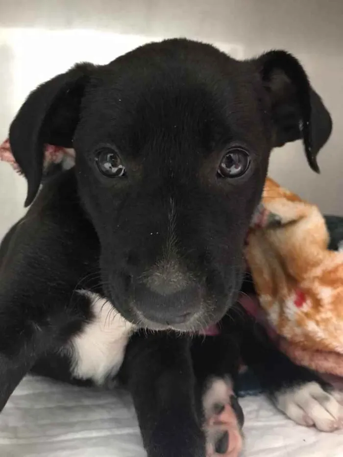 Cachorro ra a  idade Abaixo de 2 meses nome Sol 