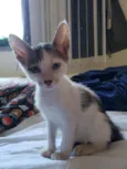 Dumbo