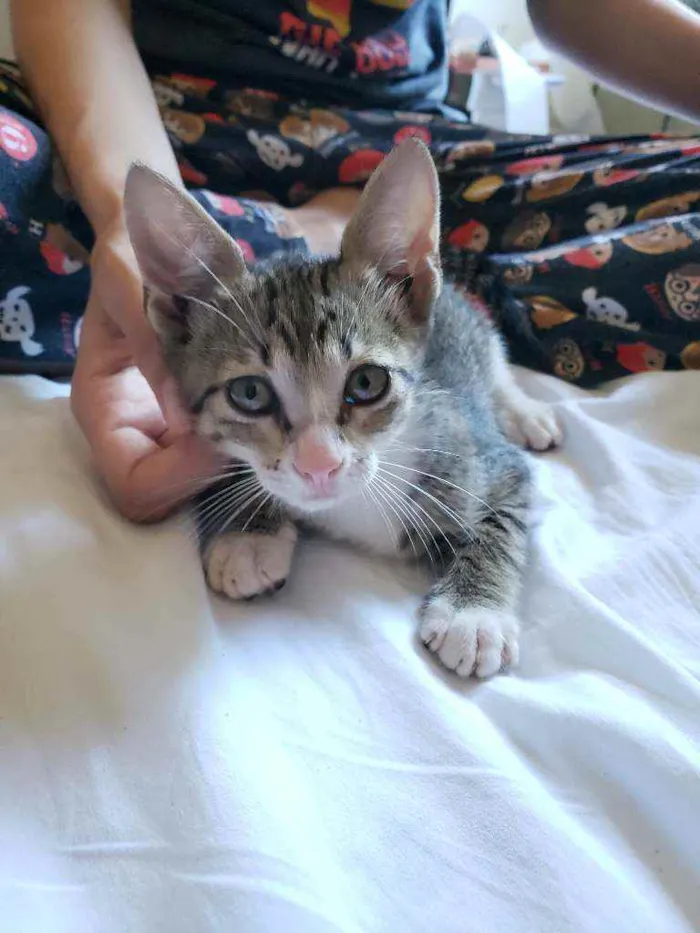 Gato ra a SRD idade 2 a 6 meses nome Sari